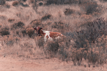 Vacas en el campo caminando entre la hierba
