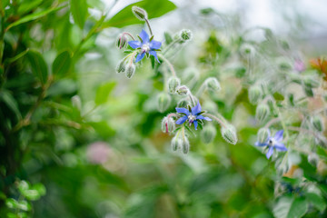 青い星のようなボリジの花