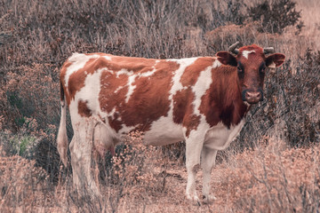 Vacas en el campo caminando entre la hierba