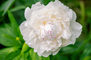 白に赤い縁取りの芍薬 シャクヤク　氷点 のアップ