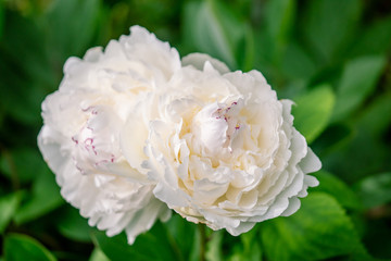 白に赤い縁取りの芍薬 シャクヤク　氷点