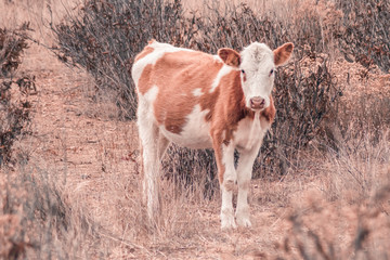 Vacas en el campo caminando entre la hierba