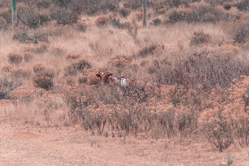 Naklejka premium Vacas en el campo caminando entre la hierba