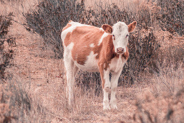 Vacas en el campo caminando entre la hierba