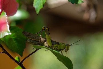 grasshopper on a leaf