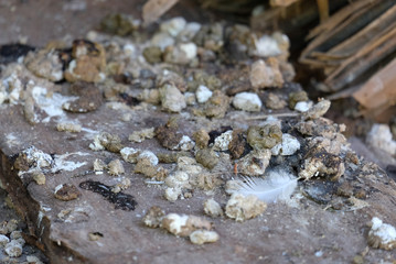 chicken manure on the wood
