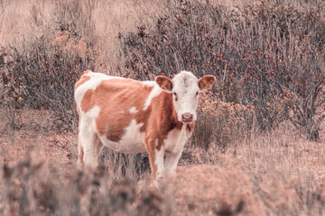 Vacas en el campo caminando entre la hierba