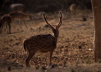 The chital, also known as spotted deer, chital deer, and axis deer, photographed from behind with beautiful back-light in frame.