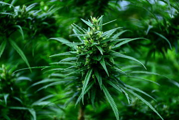 Flor De Cannabis 