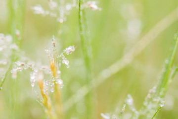 雨の公園に水滴を付いている草