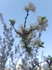 White flowers on the branches of cherry