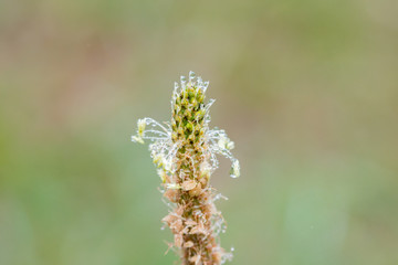 雨の公園に水滴を付いている草
