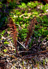 fern in the forest