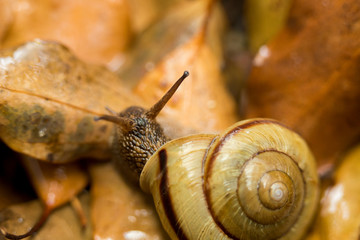 自然界のカタツムリ