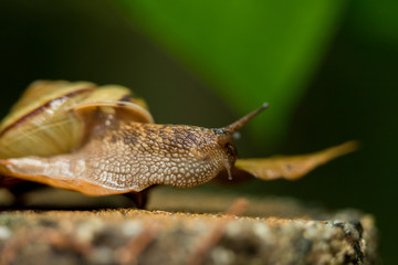 自然界のカタツムリ