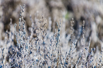 Picturesque dried grass in a nature park near the city of Elche. Province of Alicante. Spain