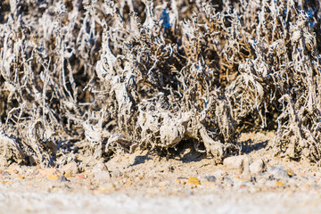 Picturesque dried grass in a nature park near the city of Elche. Province of Alicante. Spain