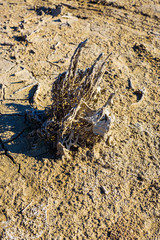 Picturesque dried grass in a nature park near the city of Elche. Province of Alicante. Spain