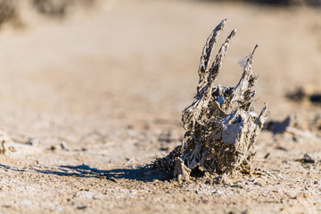 Picturesque dried grass in a nature park near the city of Elche. Province of Alicante. Spain