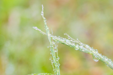 雨の公園に水滴を付いている草
