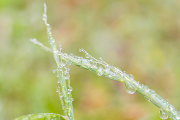 Fototapeta premium 雨の公園に水滴を付いている草