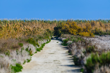 Incredible natural park near the city of Elche. Province of Alicante. Spain