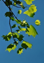 新葉のイメージ