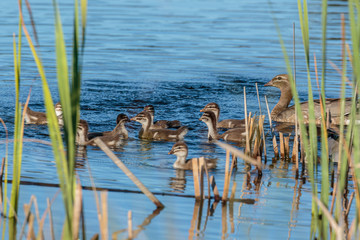Australian Wood Ducks and ducklings on a dam