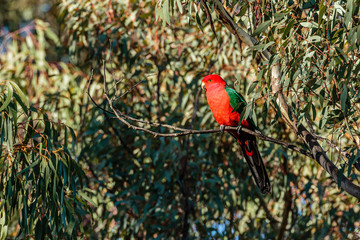 Australian King-parrot male in a tree