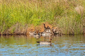 Australian Wood Ducks and ducklings on a dam