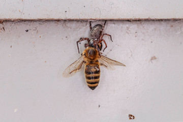 Black House Spider consuming a European Honey Bee