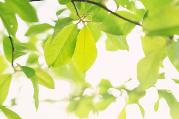 fresh green tree  leaves on blurred background