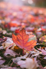 Red maple leaf on the ground