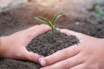 Environment Day Trees that grow from fertile soil and hands are about to use the soil to nourish the trees. Create fresh air and preserve global warming by planting trees.