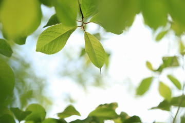 Fototapeta na wymiar Natural frame of fresh green tree leaves