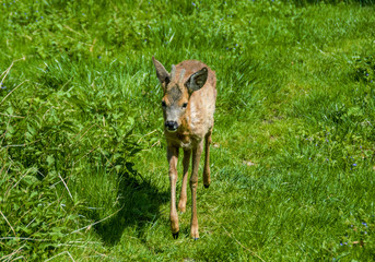a deer walking on the grass