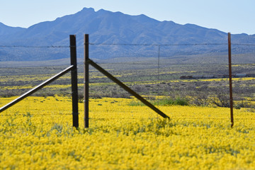 Fototapeta premium Yellow flowers in the spring in southern Arizona