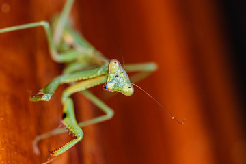 False Garden Mantis on a wooden fly screen