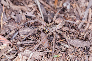 Garden Wolf Spider female on the prowl for food