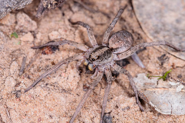 Garden Wolf Spider female on the prowl for food