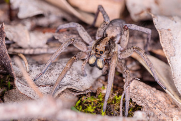 Garden Wolf Spider female on the prowl