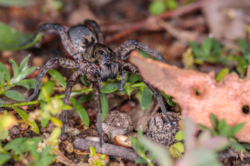 Garden Wolf Spider female on the prowl