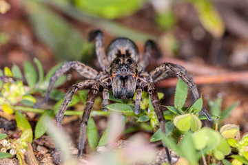 Garden Wolf Spider female on the prowl