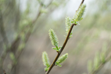the first green leaves in spring