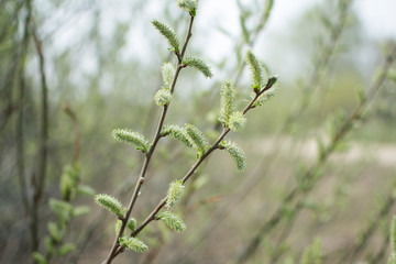 the first green leaves in spring