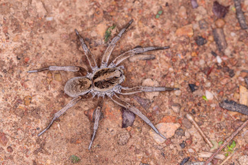 Garden Wolf Spider female on the prowl