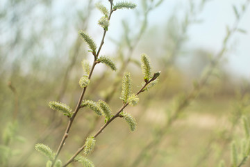 the first green leaves in spring