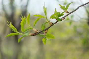 the first green leaves in spring