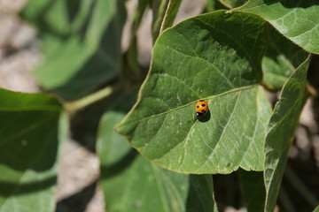 An orange ladybug in a spring field
