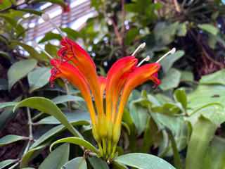 orange lily flower